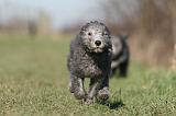 BEDLINGTON TERRIER 201